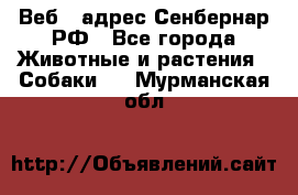 Веб – адрес Сенбернар.РФ - Все города Животные и растения » Собаки   . Мурманская обл.